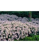 Őszirózsa / Aster ageratoides 'Asran'