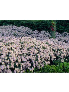 Őszirózsa / Aster ageratoides 'Asran'