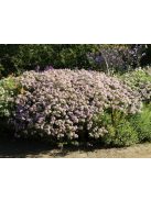 Őszirózsa / Aster ageratoides 'Asran'