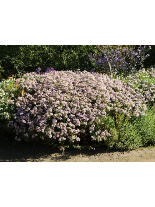 Őszirózsa / Aster ageratoides 'Asran'