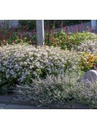 Őszirózsa / Aster ageratoides 'Asran'