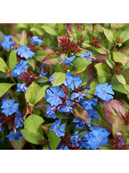 Tarackoló kékgyökér / Ceratostigma plumbaginoides