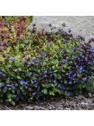 Tarackoló kékgyökér / Ceratostigma plumbaginoides