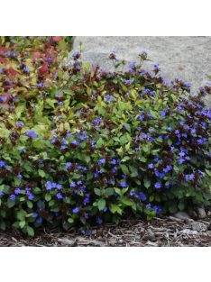 Tarackoló kékgyökér / Ceratostigma plumbaginoides