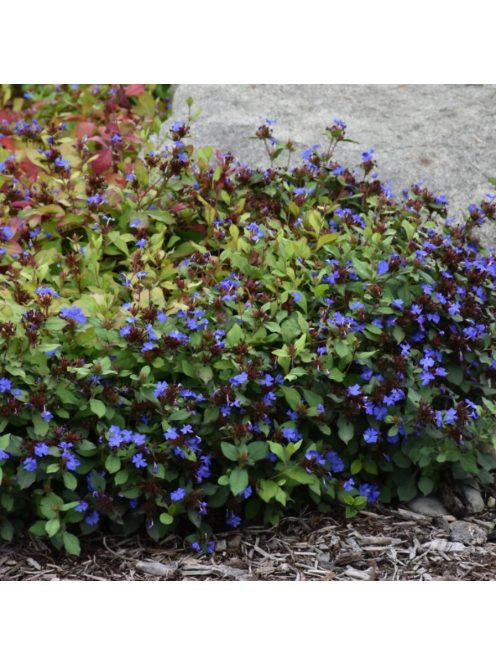 Tarackoló kékgyökér / Ceratostigma plumbaginoides