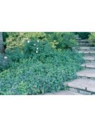 Tarackoló kékgyökér / Ceratostigma plumbaginoides