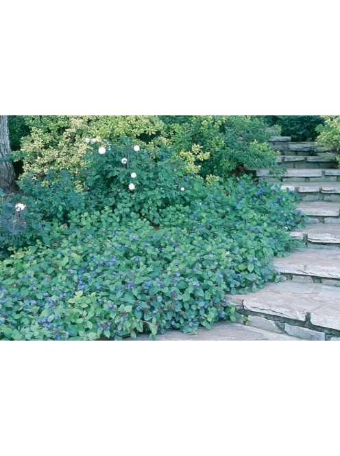 Tarackoló kékgyökér / Ceratostigma plumbaginoides
