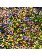 Tarackoló kékgyökér / Ceratostigma plumbaginoides