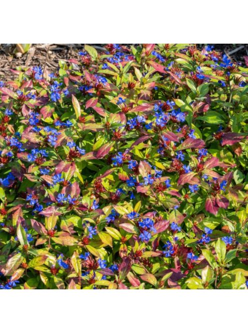 Tarackoló kékgyökér / Ceratostigma plumbaginoides