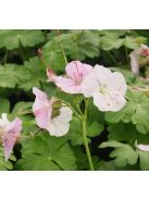 Angol gólyaorr / Geranium cantabrigiense 'St. Ola'