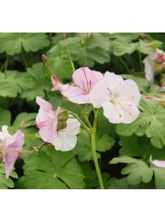   Angol gólyaorr / Geranium cantabrigiense 'St. Ola'