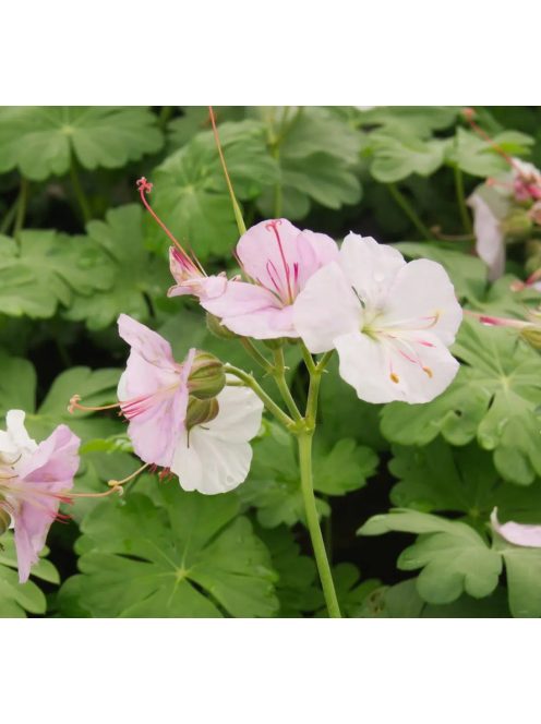 Angol gólyaorr / Geranium cantabrigiense 'St. Ola'