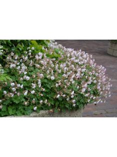   Angol gólyaorr / Geranium cantabrigiense 'St. Ola'