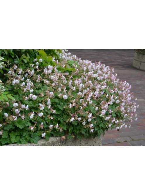 Angol gólyaorr / Geranium cantabrigiense 'St. Ola'
