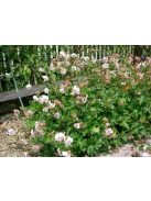 Angol gólyaorr / Geranium cantabrigiense 'St. Ola'