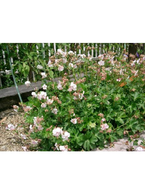 Angol gólyaorr / Geranium cantabrigiense 'St. Ola'
