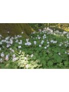 Angol gólyaorr / Geranium cantabrigiense 'St. Ola'