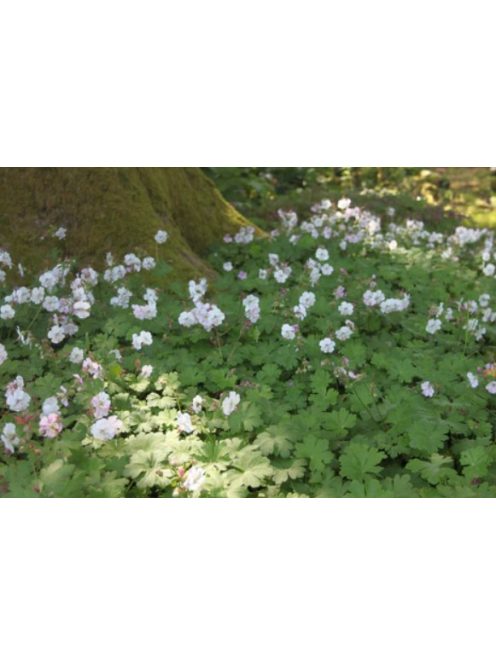 Angol gólyaorr / Geranium cantabrigiense 'St. Ola'