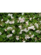 Angol gólyaorr / Geranium cantabrigiense 'St. Ola'