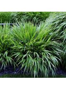 Szálkafű / Hakonechloa macra
