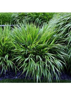 Szálkafű / Hakonechloa macra