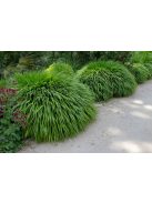 Szálkafű / Hakonechloa macra