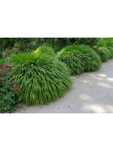 Szálkafű / Hakonechloa macra