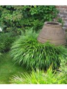 Szálkafű / Hakonechloa macra