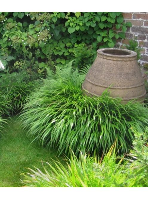 Szálkafű / Hakonechloa macra