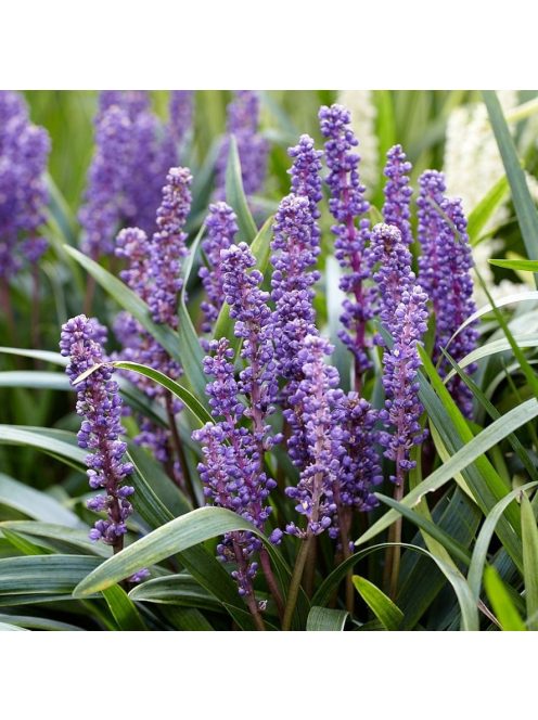 Gyöngyikés gyepliliom / Liriope muscari 'Big Blue'