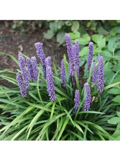   Gyöngyikés gyepliliom / Liriope muscari 'Big Blue'