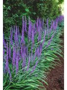Gyöngyikés gyepliliom / Liriope muscari 'Big Blue'