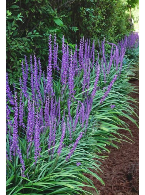 Gyöngyikés gyepliliom / Liriope muscari 'Big Blue'