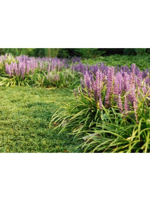 Gyöngyikés gyepliliom / Liriope muscari 'Big Blue'
