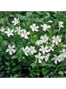 Kis meténg / Vinca minor 'Alba'