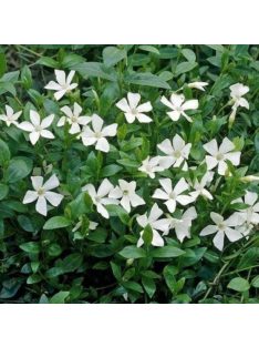 Kis meténg / Vinca minor 'Alba'