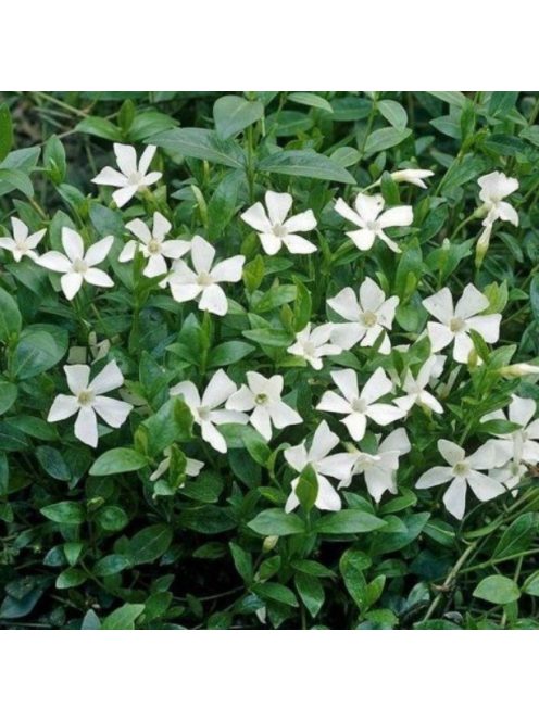 Kis meténg / Vinca minor 'Alba'