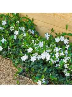 Kis meténg / Vinca minor 'Alba'
