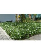 Kis meténg / Vinca minor 'Alba'