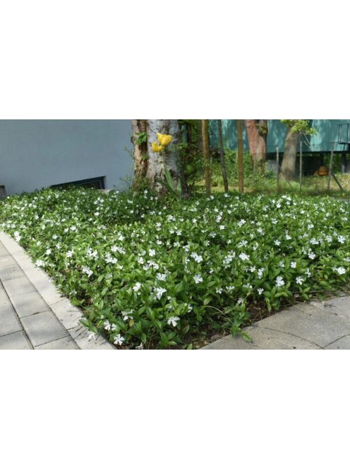 Kis meténg / Vinca minor 'Alba'