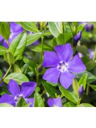 Kis meténg / Vinca minor 'Bowles Variety'