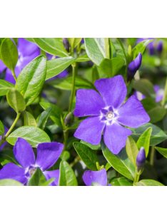Kis meténg / Vinca minor 'Bowles Variety'