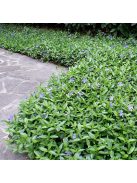 Kis meténg / Vinca minor 'Bowles Variety'