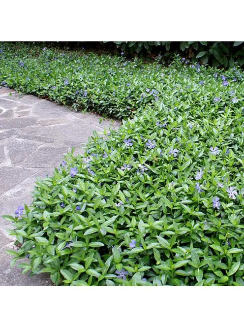 Kis meténg / Vinca minor 'Bowles Variety'