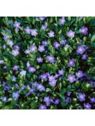 Kis meténg / Vinca minor 'Bowles Variety'