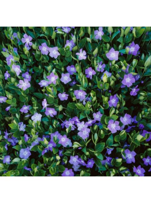 Kis meténg / Vinca minor 'Bowles Variety'
