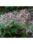Püspöksüveg / Epimedium 'Domino'