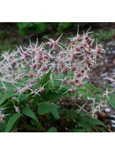 Püspöksüveg / Epimedium 'Domino'