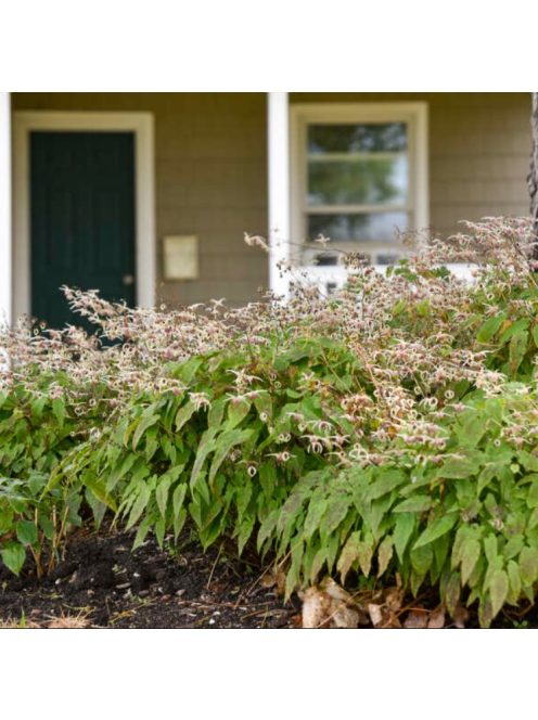 Püspöksüveg / Epimedium 'Domino'