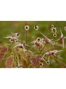 Püspöksüveg / Epimedium 'Domino'
